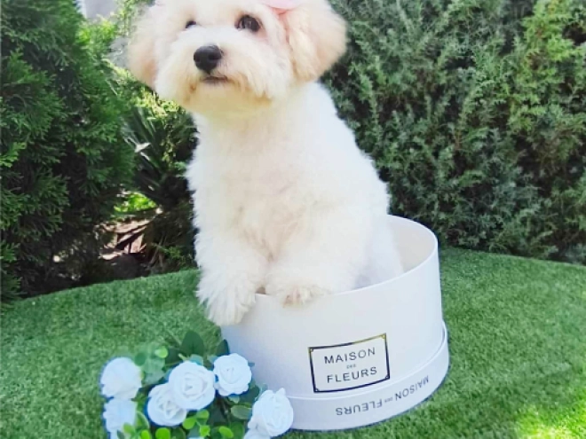 Bichon Frise Welpe kaufen