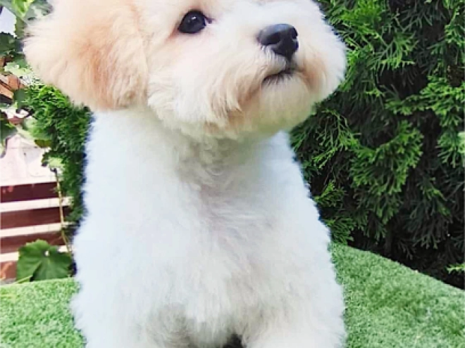 Bichon Frise Welpe kaufen