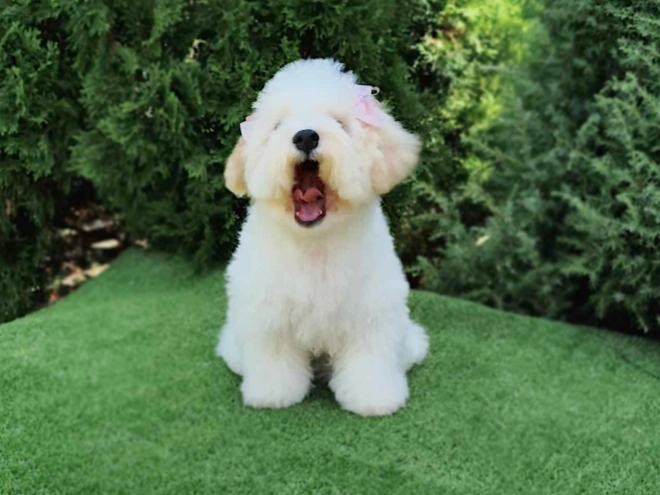 Bichon Frise Welpe kaufen