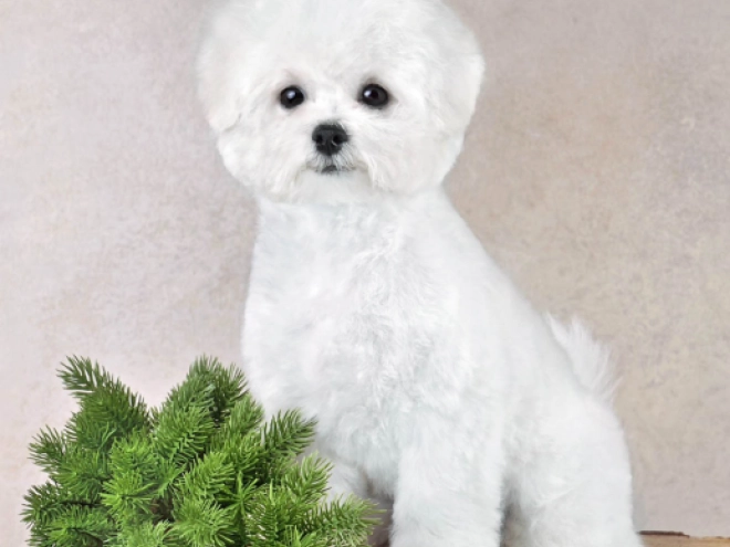Perros Bichón Frisé en venta
