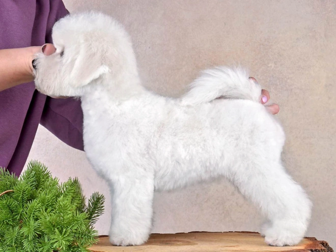 Perros Bichón Frisé en venta