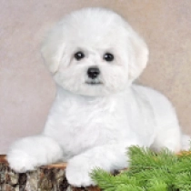 Perros Bichón Frisé en venta