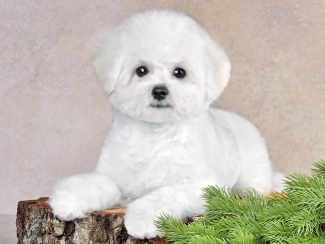 Perros Bichón Frisé en venta