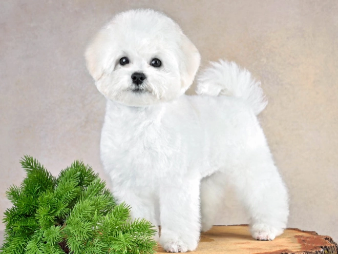 Perros Bichón Frisé en venta