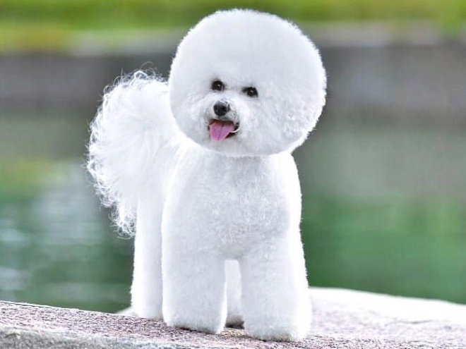 Perros Bichón Frisé en venta