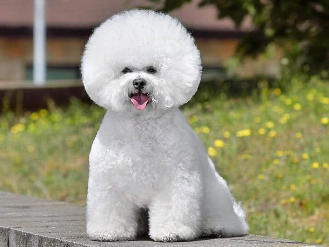 Perros Bichón Frisé en venta