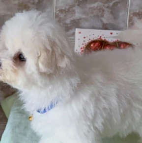 Perros Bichón Frisé en venta