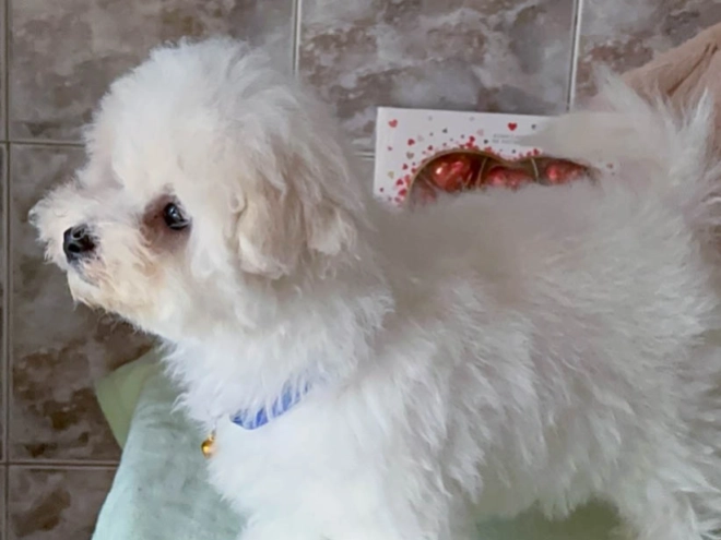 Bichon Frise Welpe kaufen