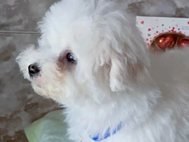 Bichon Frise Welpe kaufen