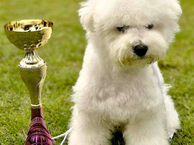 Bichon Frise Welpe kaufen