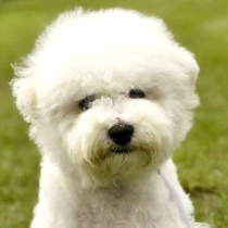 Barrymore, white Bichon Frise Welpen kaufen