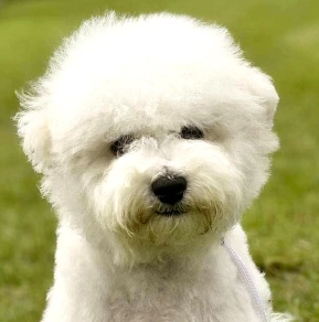 Perros Bichón Frisé en venta