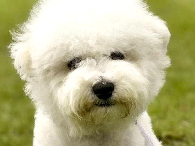 Bichon Frise Welpe kaufen