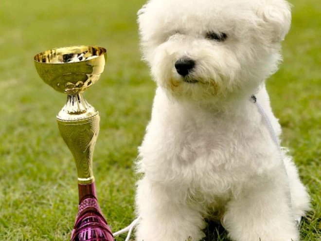 Bichon Frise Welpe kaufen