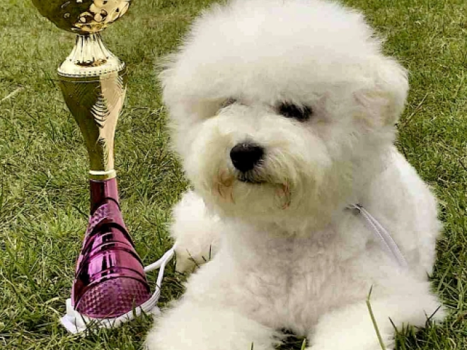 Bichon Frise Welpe kaufen