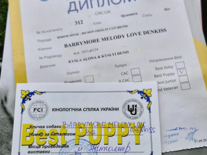Bichon Frise puppy for sale