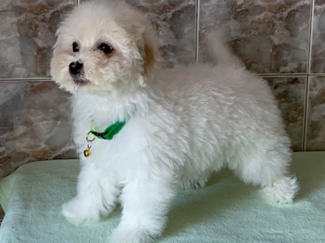 Bichon Frise Welpe kaufen