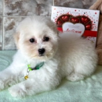 Perros Bichón Frisé en venta