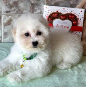 Perros Bichón Frisé en venta