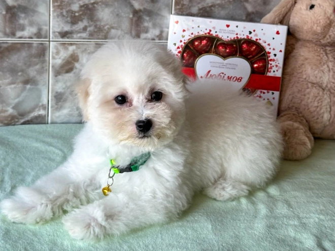 Bichon Frise Welpe kaufen