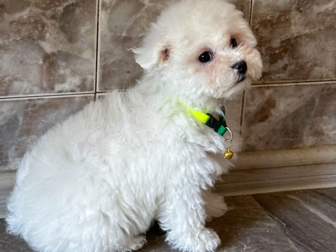 Perros Bichón Frisé en venta