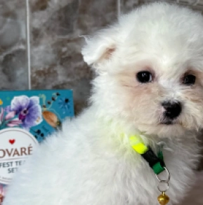 Perros Bichón Frisé en venta