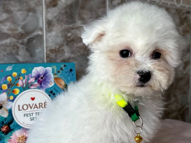 Perros Bichón Frisé en venta