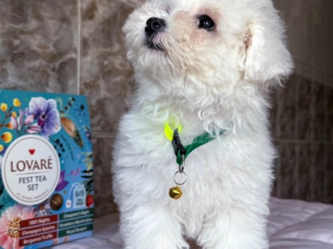 Perros Bichón Frisé en venta