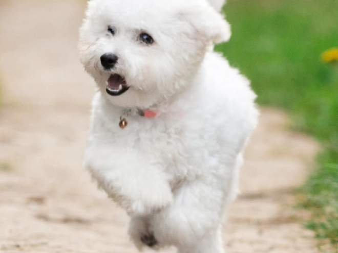 Bichon Frise Welpe kaufen