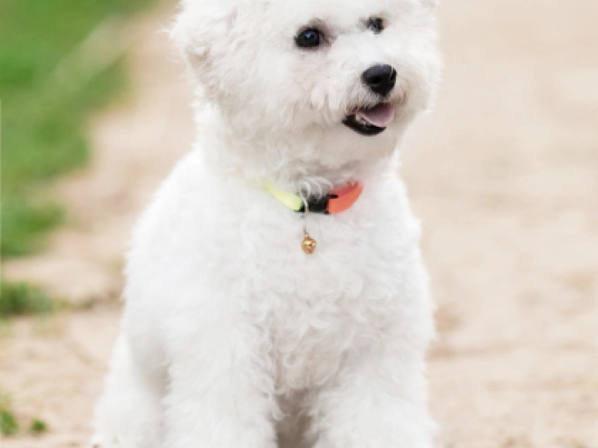 Bichon Frise Welpe kaufen