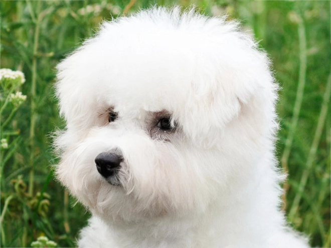 Bichon Frise Welpe kaufen