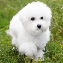 Ozone, white Bichon Frise for sale