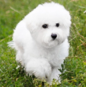 Bichon Frise Welpe kaufen