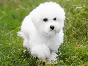Bichon Frise Welpe kaufen