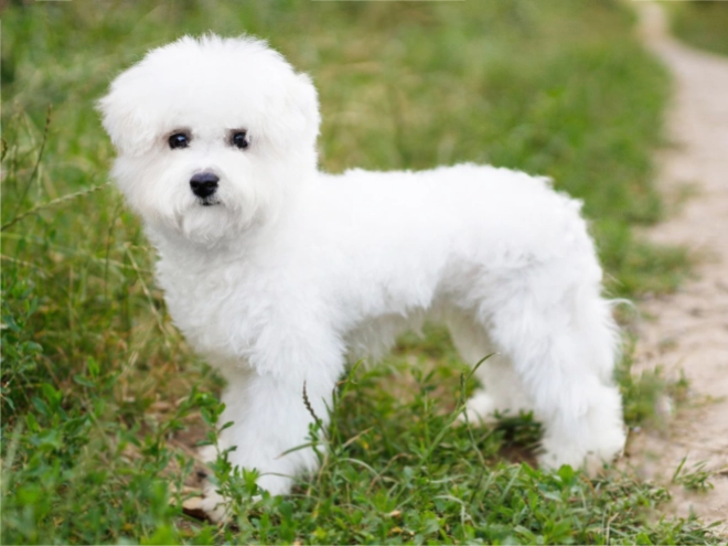 Bichon Frise Welpe kaufen