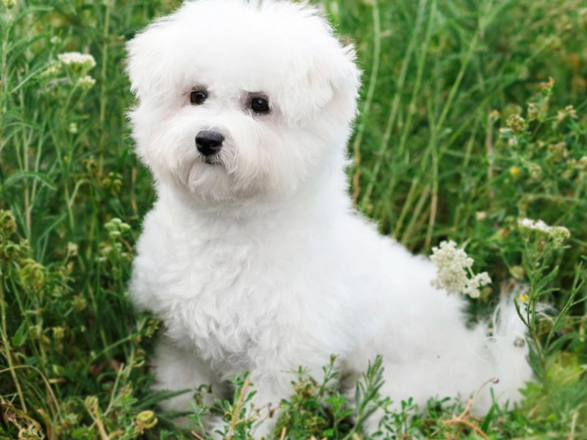 Bichon Frise Welpe kaufen
