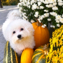 Joker, white Bichon Frise for sale
