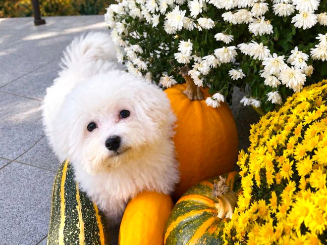 Bichon Frise puppy for sale