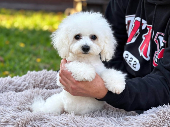 Bichon Frise puppy for sale