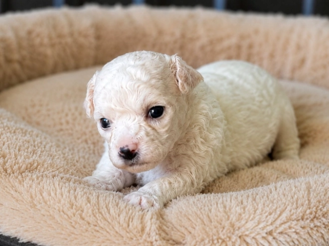 Bichon Frise Welpe kaufen
