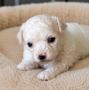 Bichon Frise Welpe kaufen