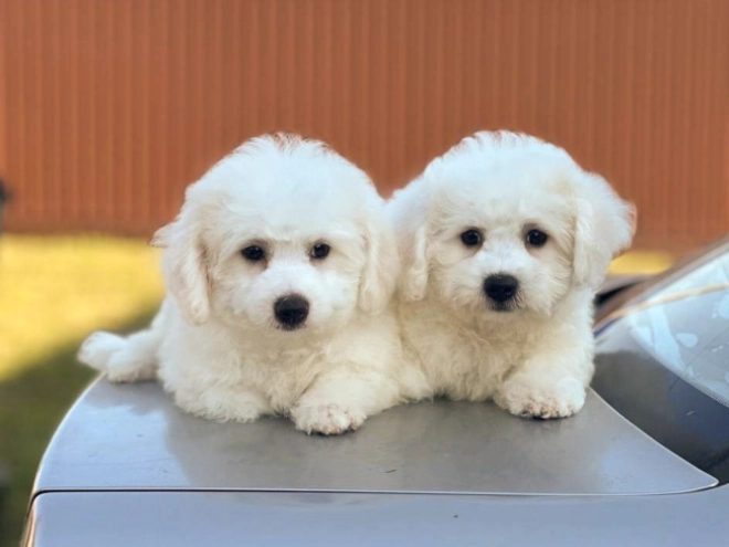 Bichon Frise Welpe kaufen