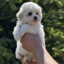 Moonligh, white Bichon Frise for sale