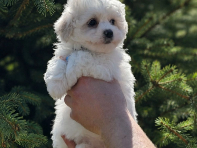 Bichon Frise Welpe kaufen