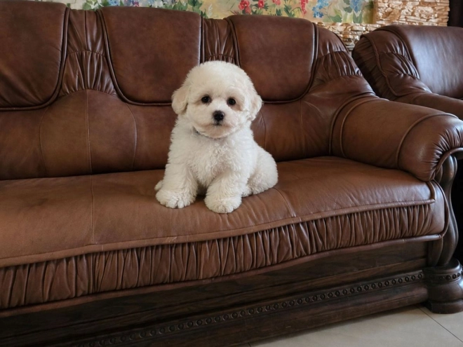 Bichon Frise Welpe kaufen
