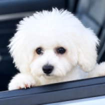 Moonligh, white Bichon Frise for sale