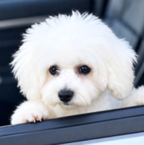 Bichon Frise puppy for sale