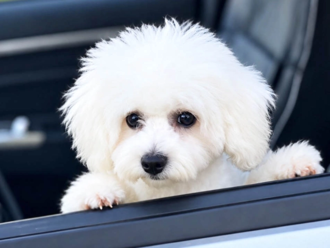 Bichon Frise puppy for sale