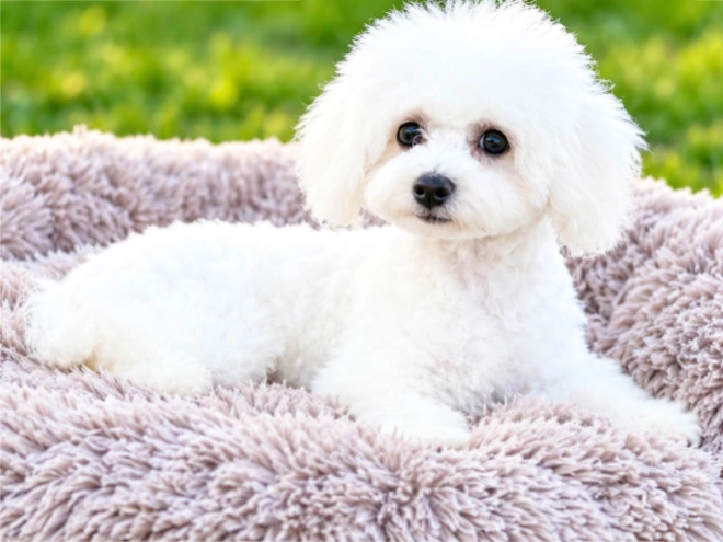 Bichon Frise puppy for sale