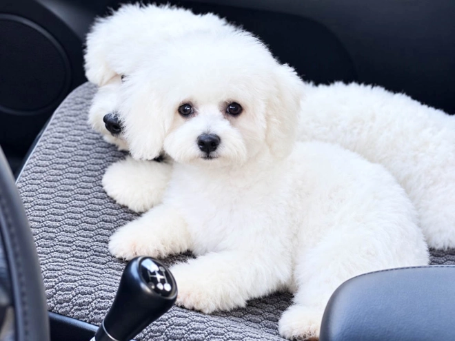 Bichon Frise puppy for sale